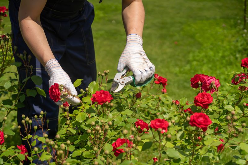 Local Miniature Rose Pruning pros at work