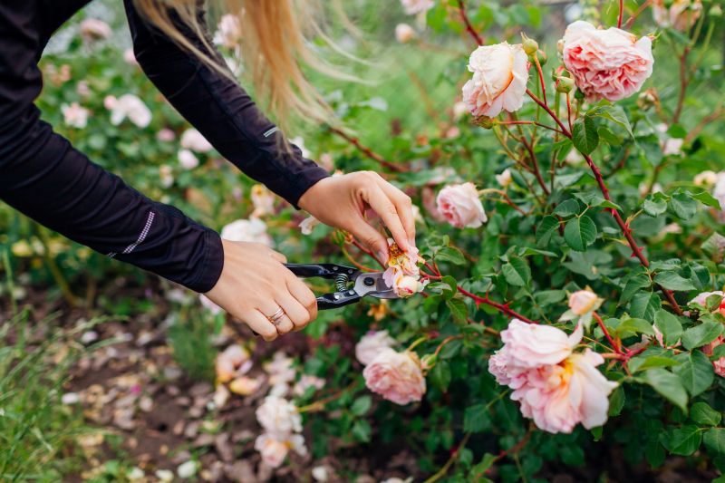 Contact About Miniature Rose Pruning