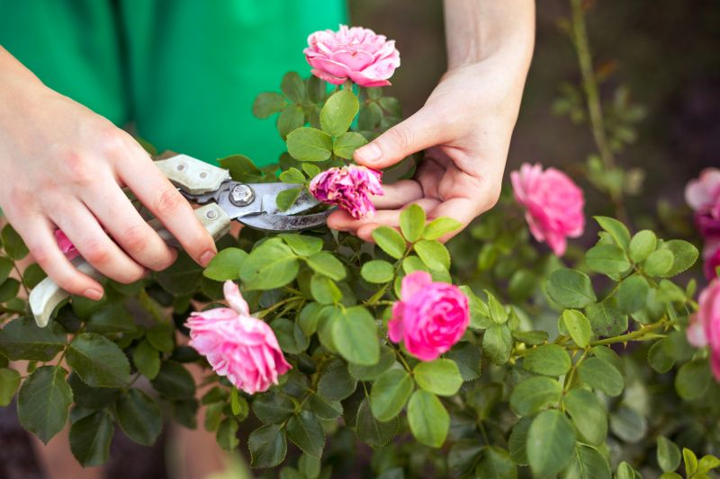 Miniature Rose Pruning