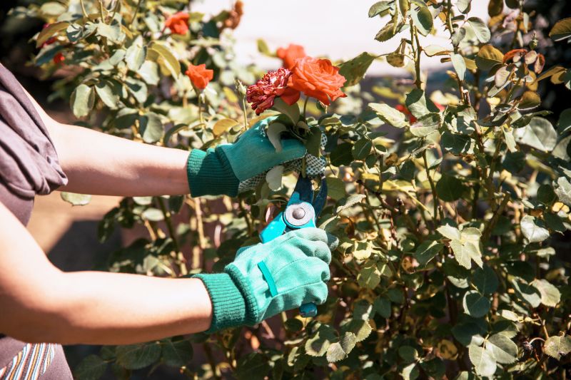 Miniature Rose Pruning