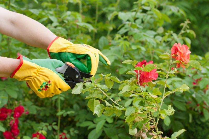 Miniature Rose Pruning Costs — Cost of Miniature Rose Pruning
