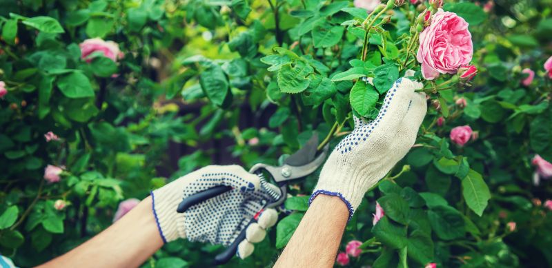 Miniature Rose Pruning Costs — Cost of Miniature Rose Pruning