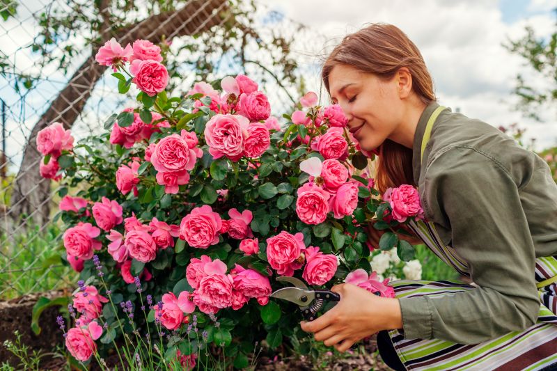 Miniature Rose Pruning Costs — Cost of Miniature Rose Pruning