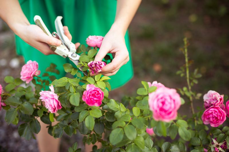 Miniature Rose Pruning