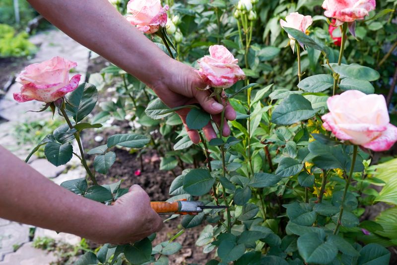 Miniature Rose Pruning