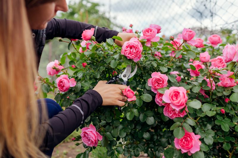 Miniature Rose Pruning