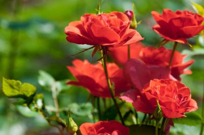 Control the Shape and Size of Your Roses!