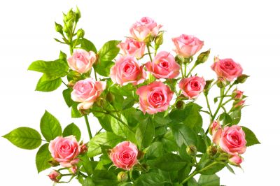 Enjoy the Beauty of Roses with Regular Pruning!