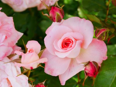 Keep Your Roses Healthy and Looking Great!